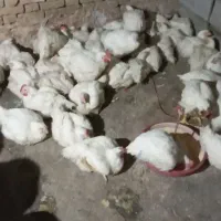 مرغ زنده گوشتی چاق و درجه یک( کشتی) شهر فارسان