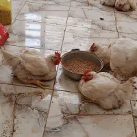 مرغ گوشتی