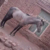 اسب فروشی   موقعیت جلگه رخ