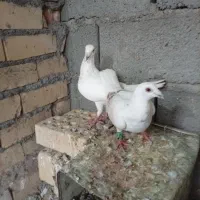 چهار جفت کفتر آلمانی