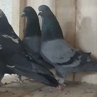 کفتر عتیقه