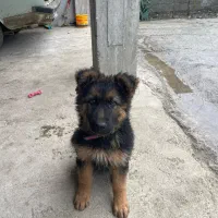 ژرمن شپرد شولاین