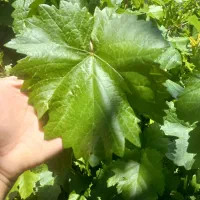 برگ  موتازه  ترش وملس