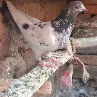 کبوتر|پرنده|شیدا, |دیوار