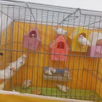 فروش فوری فنج