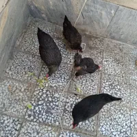 مرغ