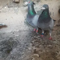 کبوترسبزآلمانی