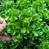 سبزه نارنج باکیفیت