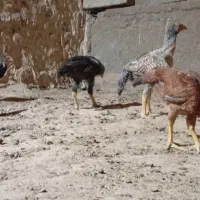جوجه لاری