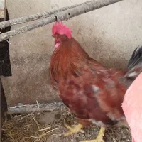 خروس جوان محلی یک ساله