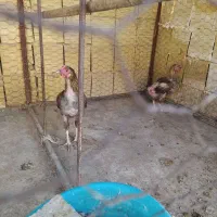 مرغ بومی