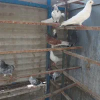 کفتر