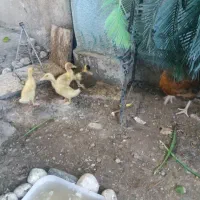جوجه اردک باغ