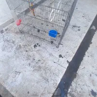قفس پرنده