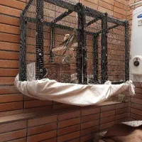 یک جفت عروس هلندی با بچه