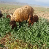 میش وبره