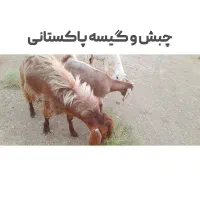 تمام گوسفندان برای فروش