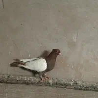 جوجه نر سینه سرخ