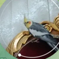 عروس هلندی گمشده