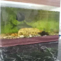 اکواریوم شیشه خم