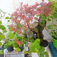 شمعدانی وتعدادی قاشقی وغیره