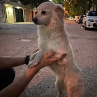 سگ اشپیتز فوری
