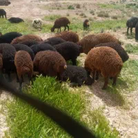 بره نروماده ۲۰راس نرو۱۰راس ماده