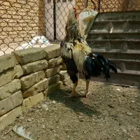 خروس لاری افغان ۴دونگ بزرگ