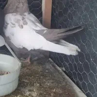 سینه|پرنده|مشهد, کوی سیدی|دیوار