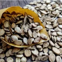 خریدار دانه هندوانه