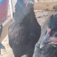 خروس مشکی چهل تاج ریشو