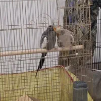عروس هلندی جفت تخم گذار و جوجه بزرگ کن