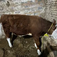 گوساله نر اصیل بذری وپرواری سیمینتال