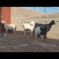 بزوبزغاله و بره