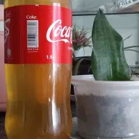 فروش آبغوره زلال وشفاف خانگی