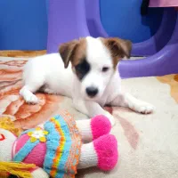 توله سه ماه نر