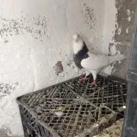 طوقی|پرنده|گله دار, |دیوار