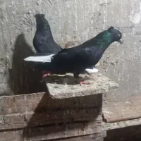 کفتر|پرنده|کارون, |دیوار