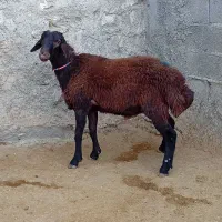 بره نر