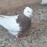 کبوتر
