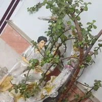 گلها|گل و گیاه طبیعی|مرند, |دیوار