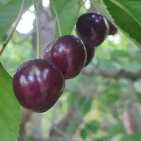 گیلاس تک دانه