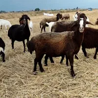 گوسفند ماده