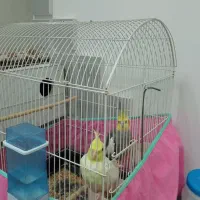 عروس هلندی
