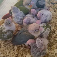 جوجه گرینچیک سرلاکی