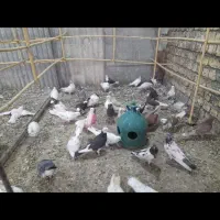 پرنده