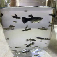 گوپی