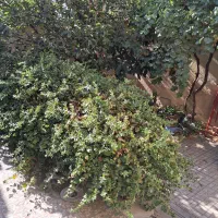 اجاره ویلایی