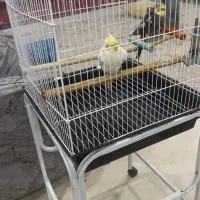 دو عدد عروسی هلندی نر و ماده