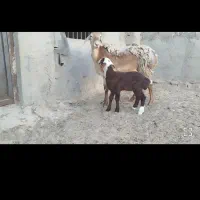 میش چینی